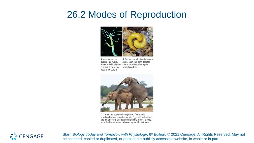 Chapter 27 Animal Reproduction and Development - slide 7 of 58