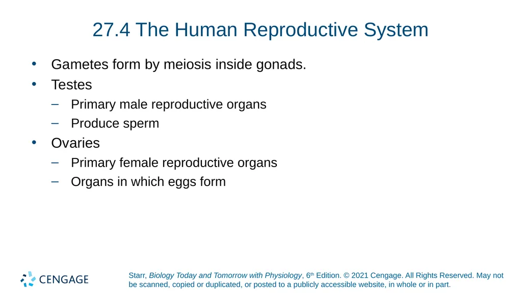 Chapter 27 Animal Reproduction and Development - slide 17 of 58