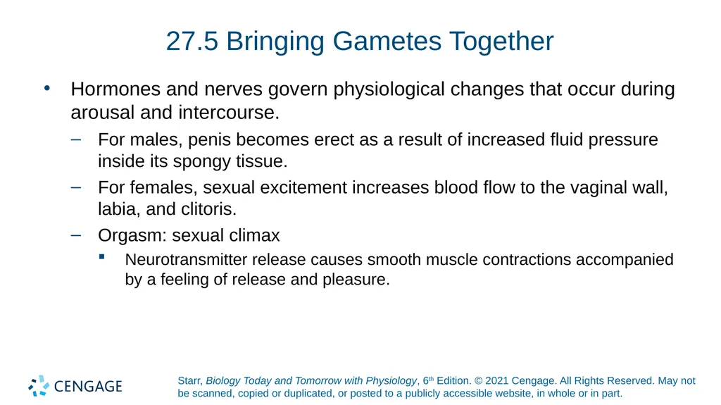 Chapter 27 Animal Reproduction and Development - slide 35 of 58