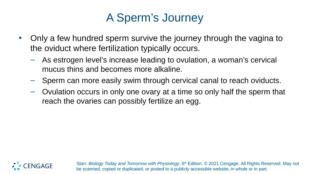 Chapter 27 Animal Reproduction and Development - slide 36 of 58