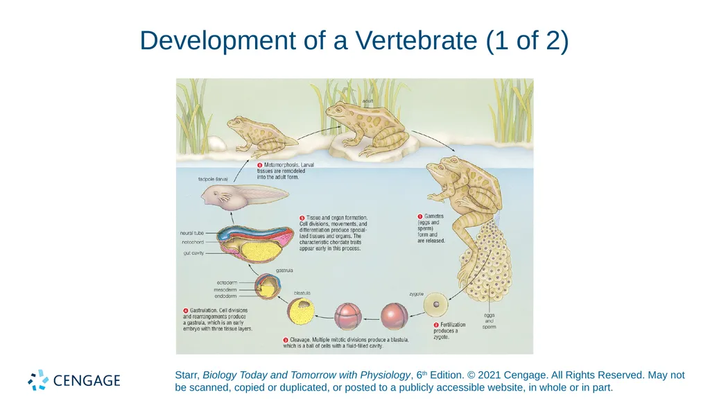 Chapter 27 Animal Reproduction and Development - slide 14 of 58