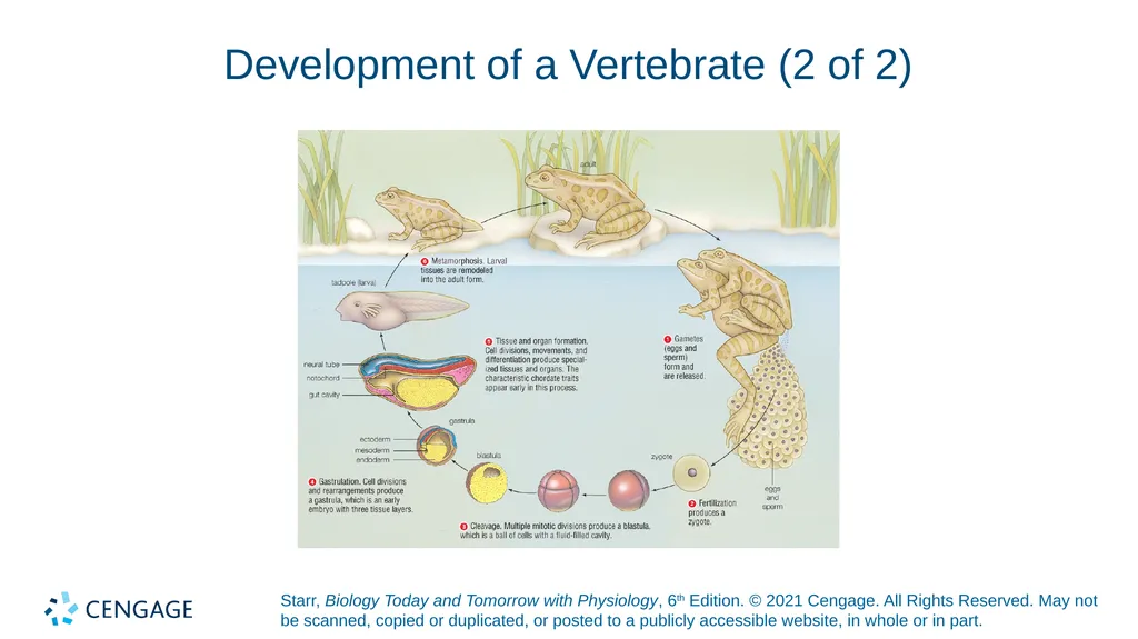 Chapter 27 Animal Reproduction and Development - slide 15 of 58
