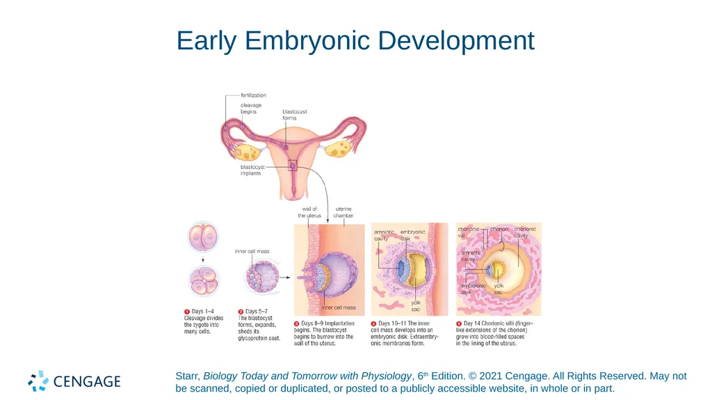 Chapter 27 Animal Reproduction and Development - slide 41 of 58