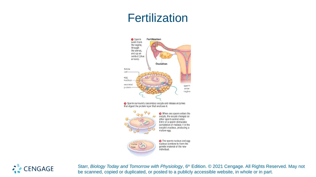 Chapter 27 Animal Reproduction and Development - slide 37 of 58