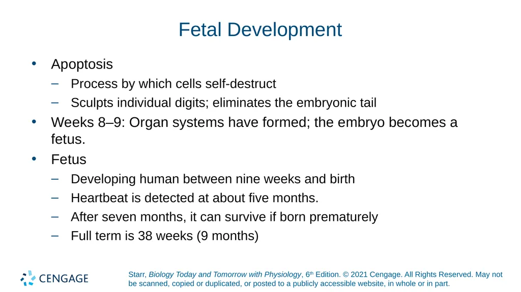 Chapter 27 Animal Reproduction and Development - slide 43 of 58