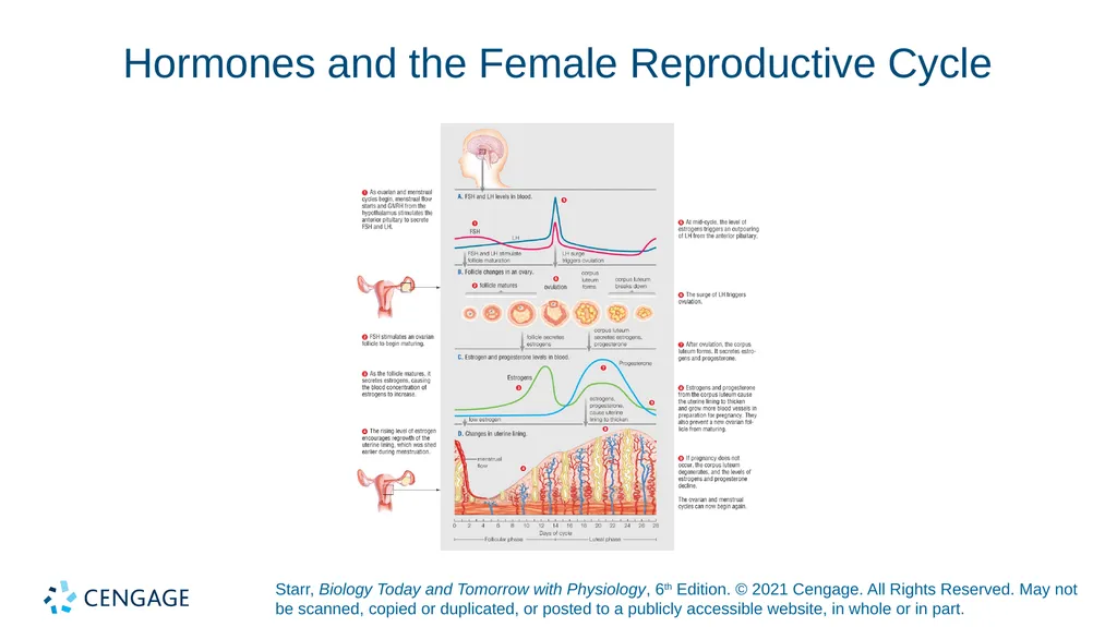 Chapter 27 Animal Reproduction and Development - slide 27 of 58
