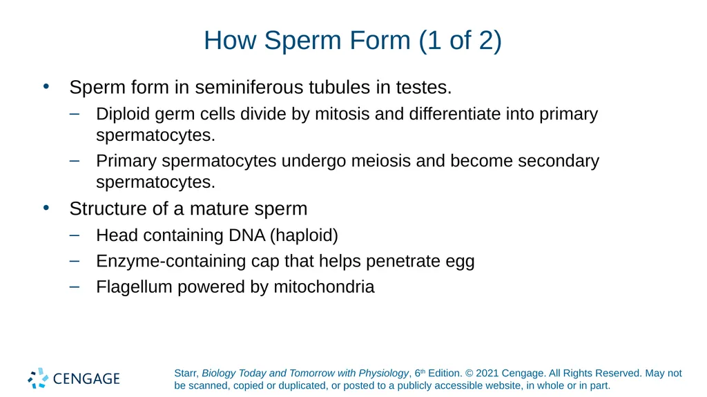 Chapter 27 Animal Reproduction and Development - slide 32 of 58