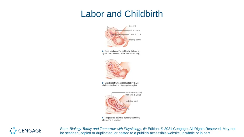Chapter 27 Animal Reproduction and Development - slide 48 of 58