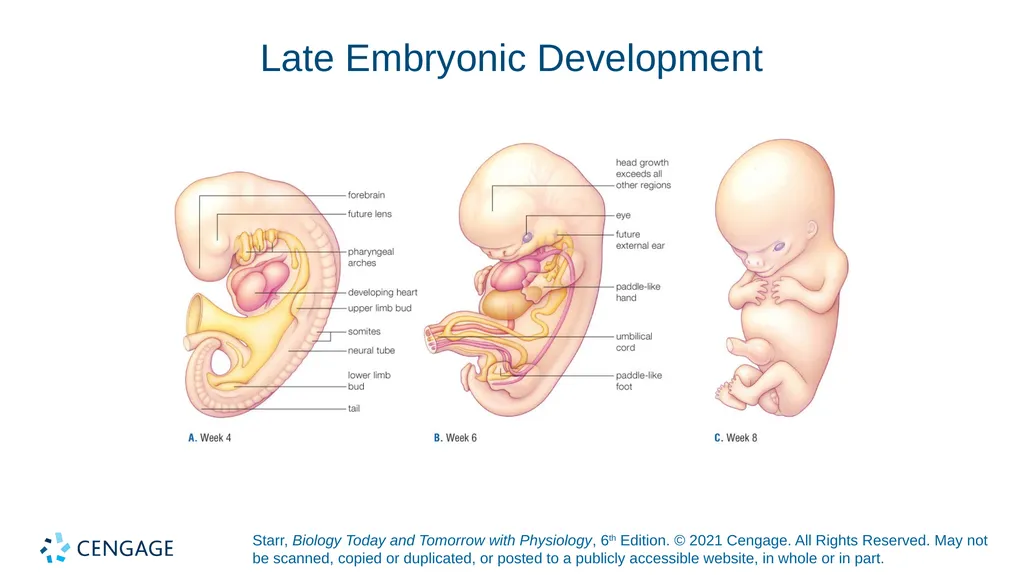 Chapter 27 Animal Reproduction and Development - slide 42 of 58
