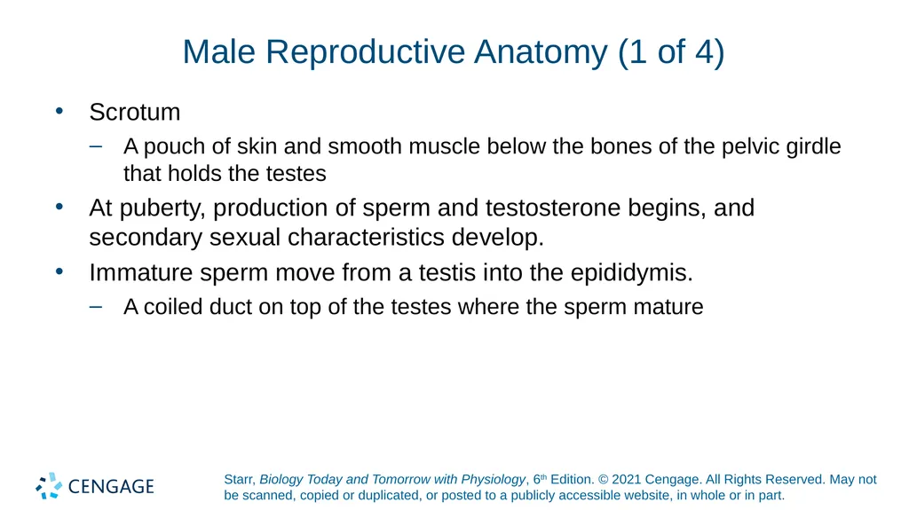 Chapter 27 Animal Reproduction and Development - slide 28 of 58