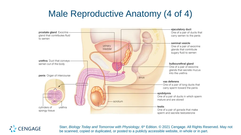 Chapter 27 Animal Reproduction and Development - slide 31 of 58
