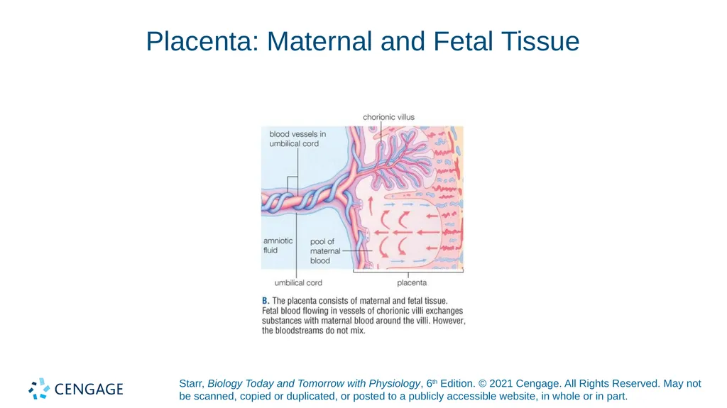 Chapter 27 Animal Reproduction and Development - slide 45 of 58