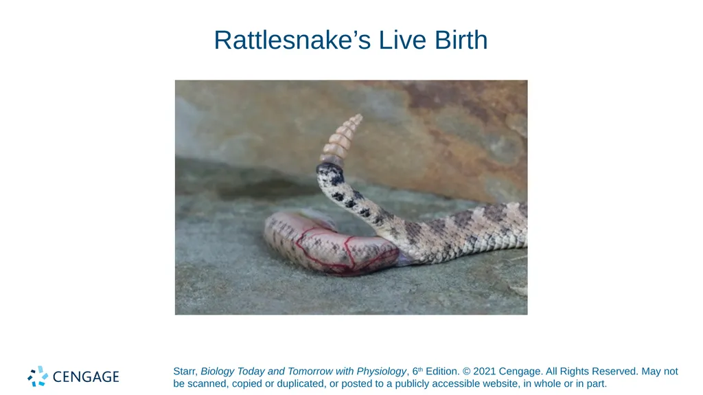 Chapter 27 Animal Reproduction and Development - slide 11 of 58