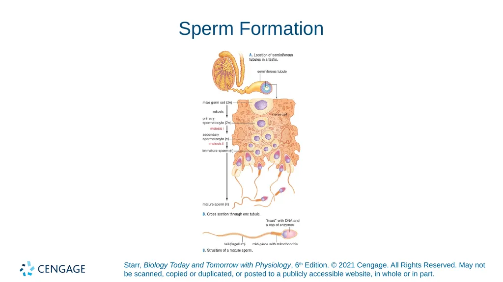 Chapter 27 Animal Reproduction and Development - slide 34 of 58