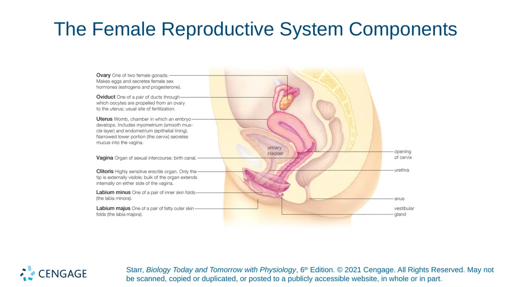 Chapter 27 Animal Reproduction and Development - slide 20 of 58
