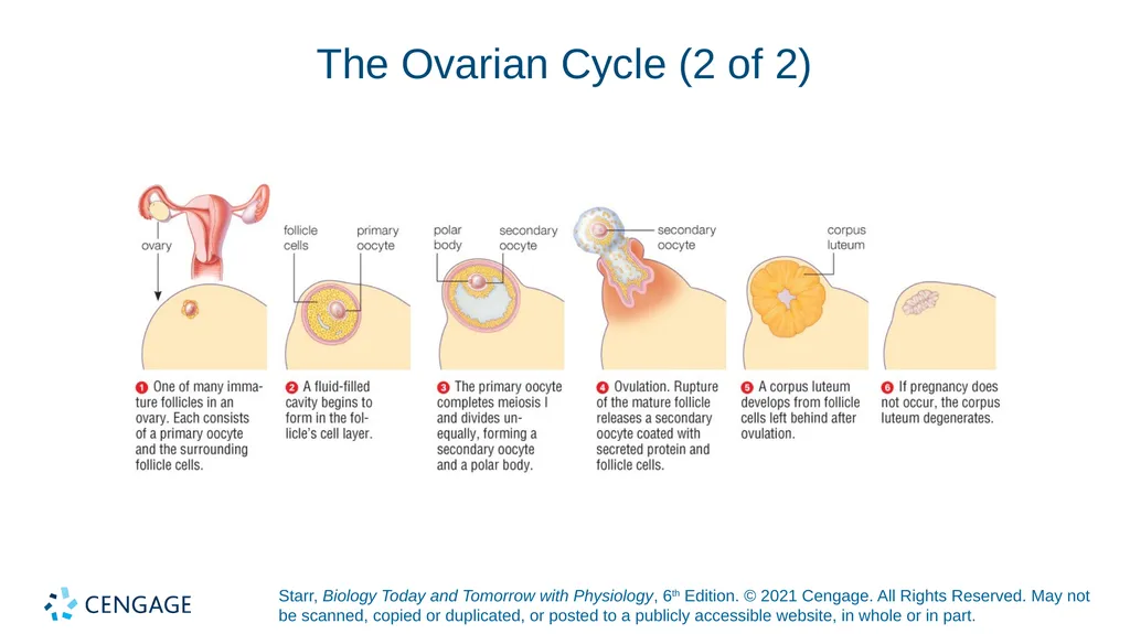 Chapter 27 Animal Reproduction and Development - slide 24 of 58