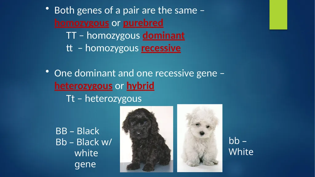 TOPIC 1 : Introduction to the Cell & Cell Theory - slide 35 of 47