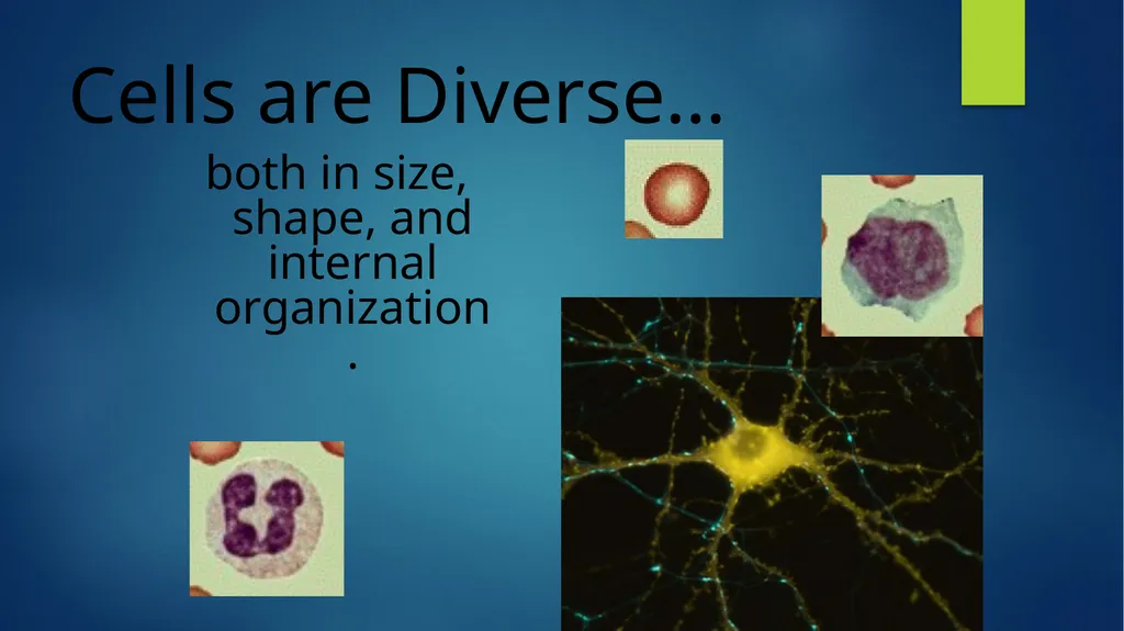TOPIC 1 : Introduction to the Cell & Cell Theory - slide 3 of 47