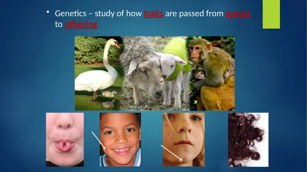 TOPIC 1 : Introduction to the Cell & Cell Theory - slide 30 of 47