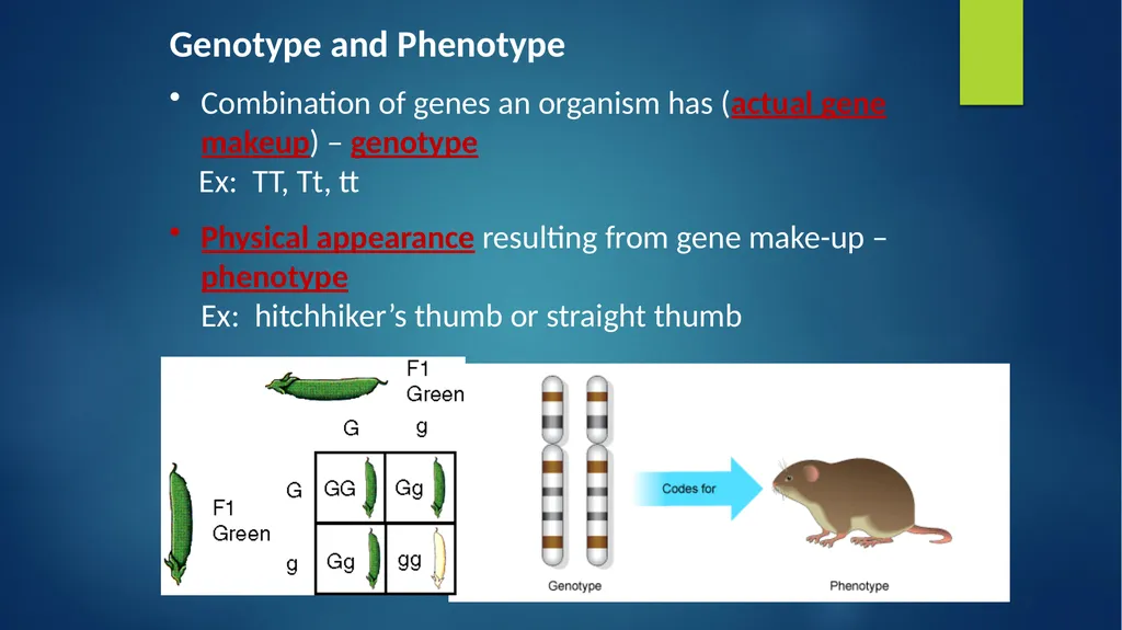 TOPIC 1 : Introduction to the Cell & Cell Theory - slide 36 of 47