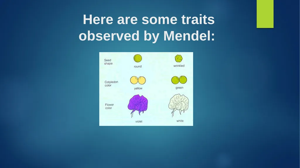 TOPIC 1 : Introduction to the Cell & Cell Theory - slide 25 of 47