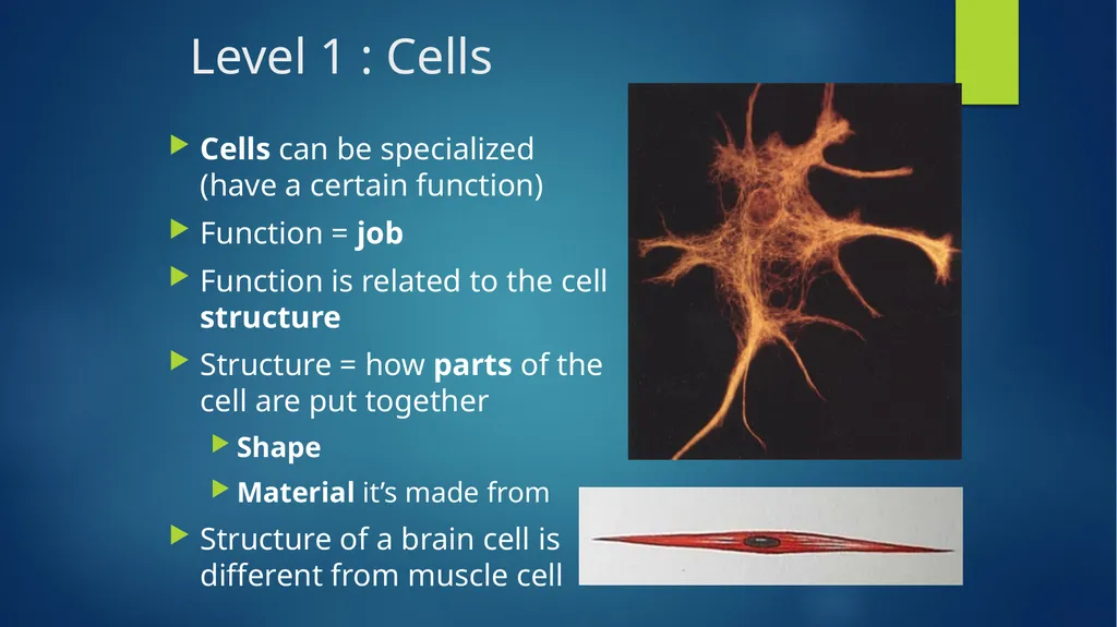 TOPIC 1 : Introduction to the Cell & Cell Theory - slide 18 of 47
