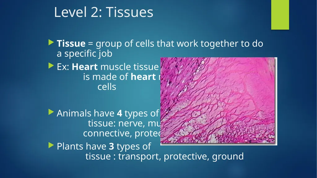 TOPIC 1 : Introduction to the Cell & Cell Theory - slide 19 of 47