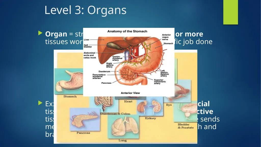 TOPIC 1 : Introduction to the Cell & Cell Theory - slide 20 of 47