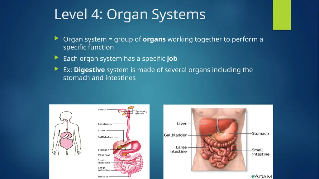 TOPIC 1 : Introduction to the Cell & Cell Theory - slide 21 of 47