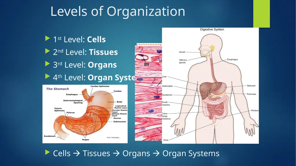 TOPIC 1 : Introduction to the Cell & Cell Theory - slide 17 of 47