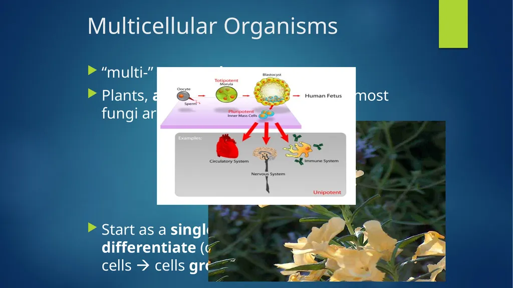 TOPIC 1 : Introduction to the Cell & Cell Theory - slide 15 of 47