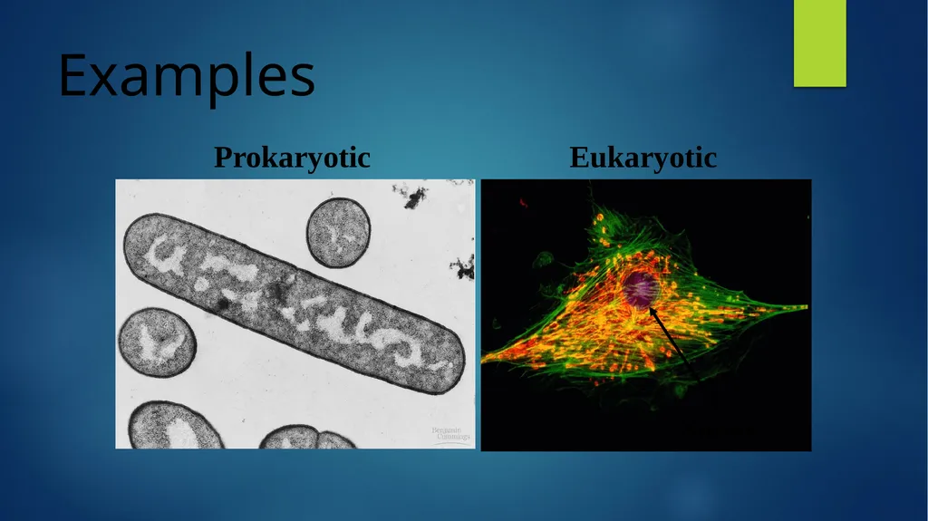 TOPIC 1 : Introduction to the Cell & Cell Theory - slide 10 of 47