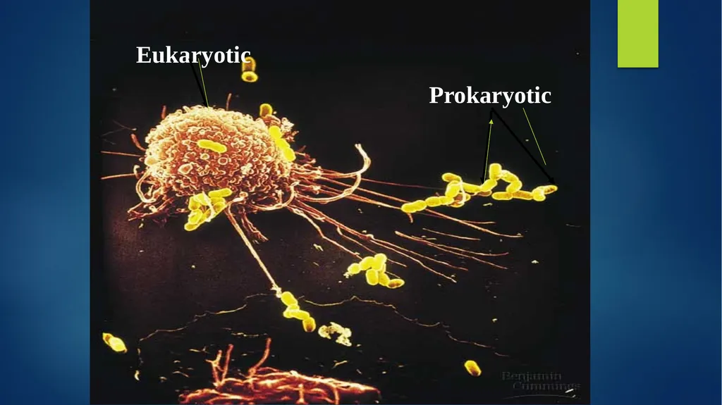 TOPIC 1 : Introduction to the Cell & Cell Theory - slide 11 of 47