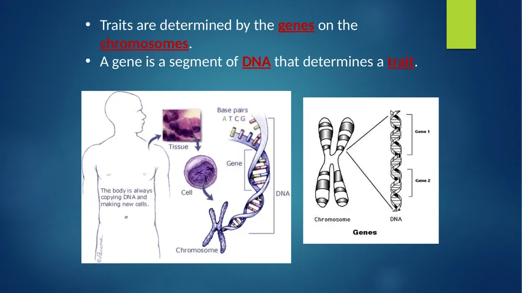 TOPIC 1 : Introduction to the Cell & Cell Theory - slide 31 of 47