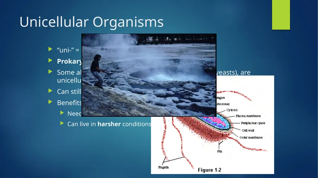 TOPIC 1 : Introduction to the Cell & Cell Theory - slide 14 of 47