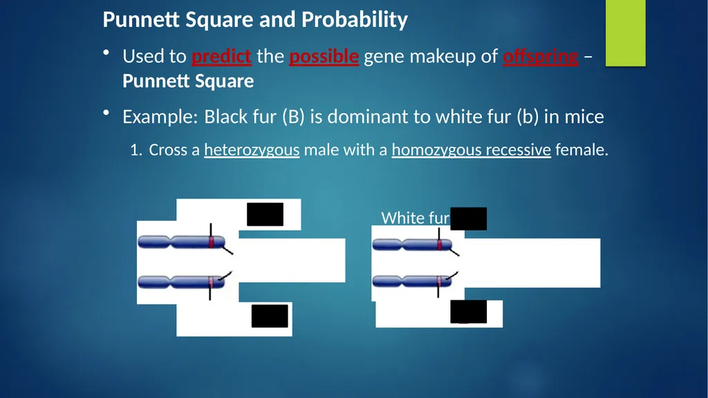 TOPIC 1 : Introduction to the Cell & Cell Theory - slide 37 of 47