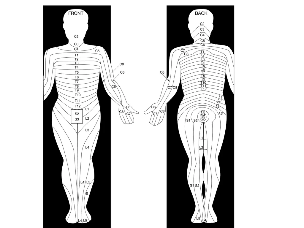 Dermatome Levels Developing Countries Regional - slide 11 of 25