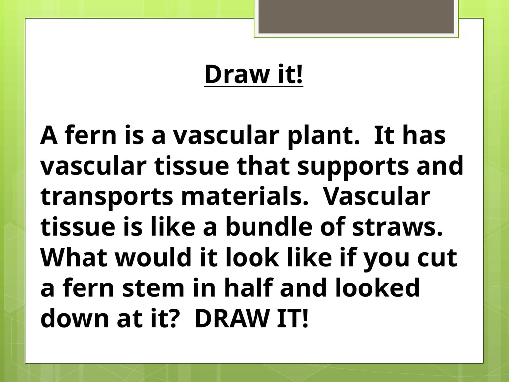 Chapter 8: Introduction to Plants 8-1: The Plant - slide 20 of 25