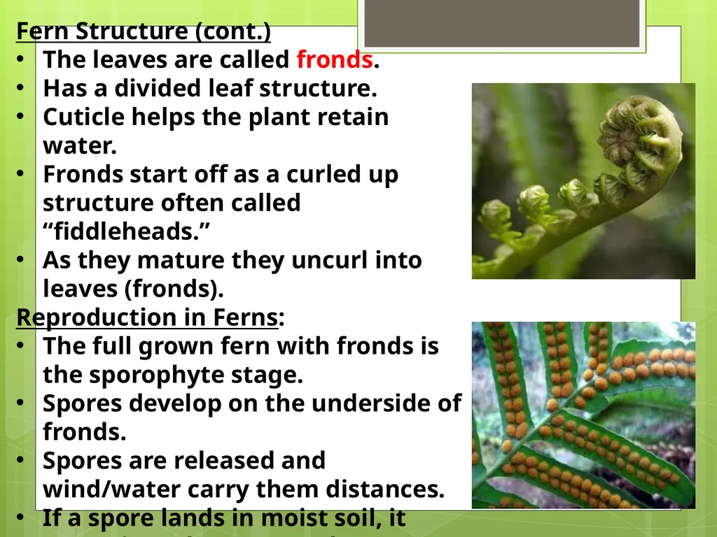 Chapter 8: Introduction to Plants 8-1: The Plant - slide 16 of 25