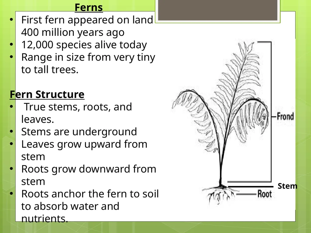 Chapter 8: Introduction to Plants 8-1: The Plant - slide 15 of 25