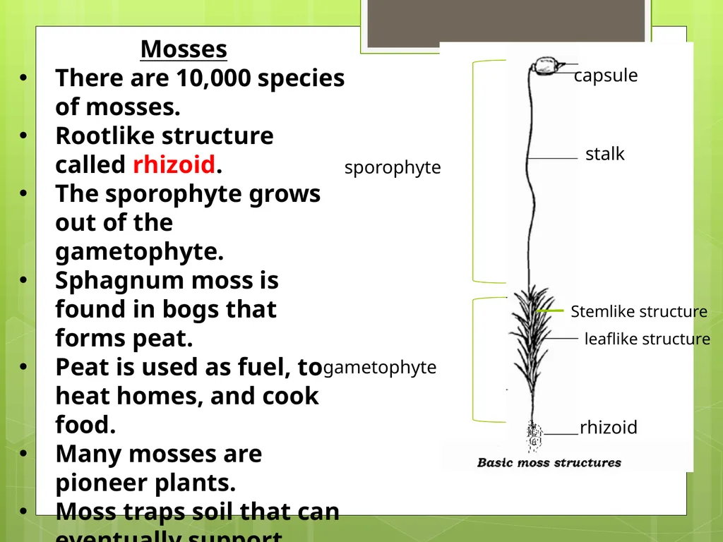 Chapter 8: Introduction to Plants 8-1: The Plant - slide 10 of 25