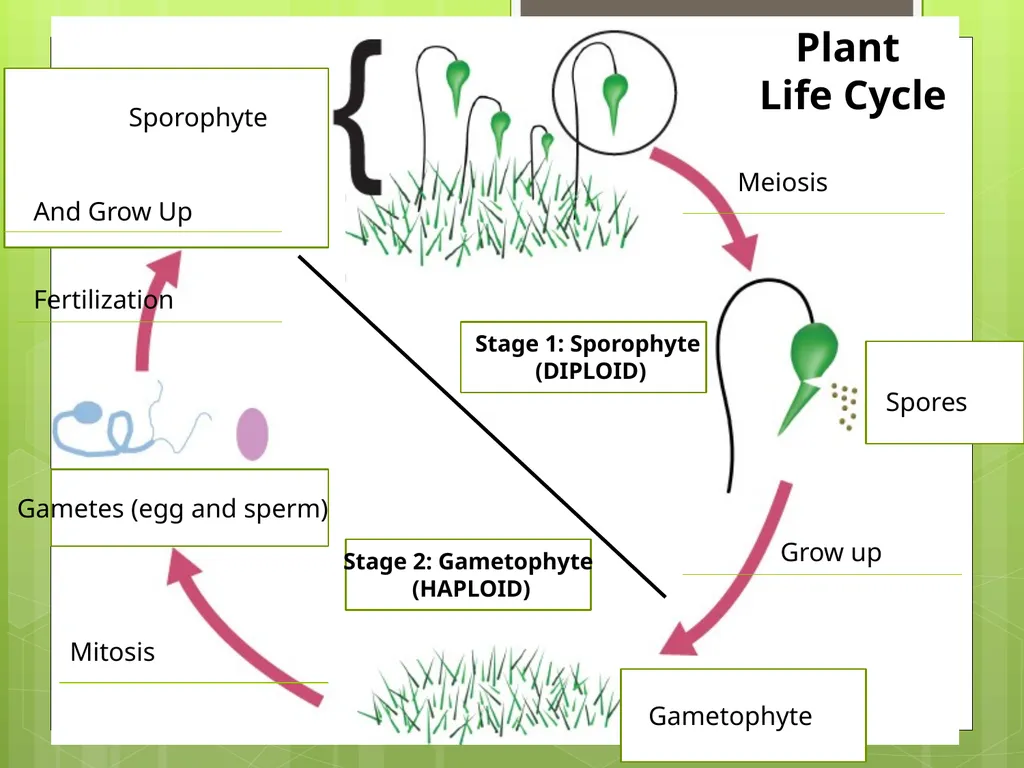 Chapter 8: Introduction to Plants 8-1: The Plant - slide 7 of 25