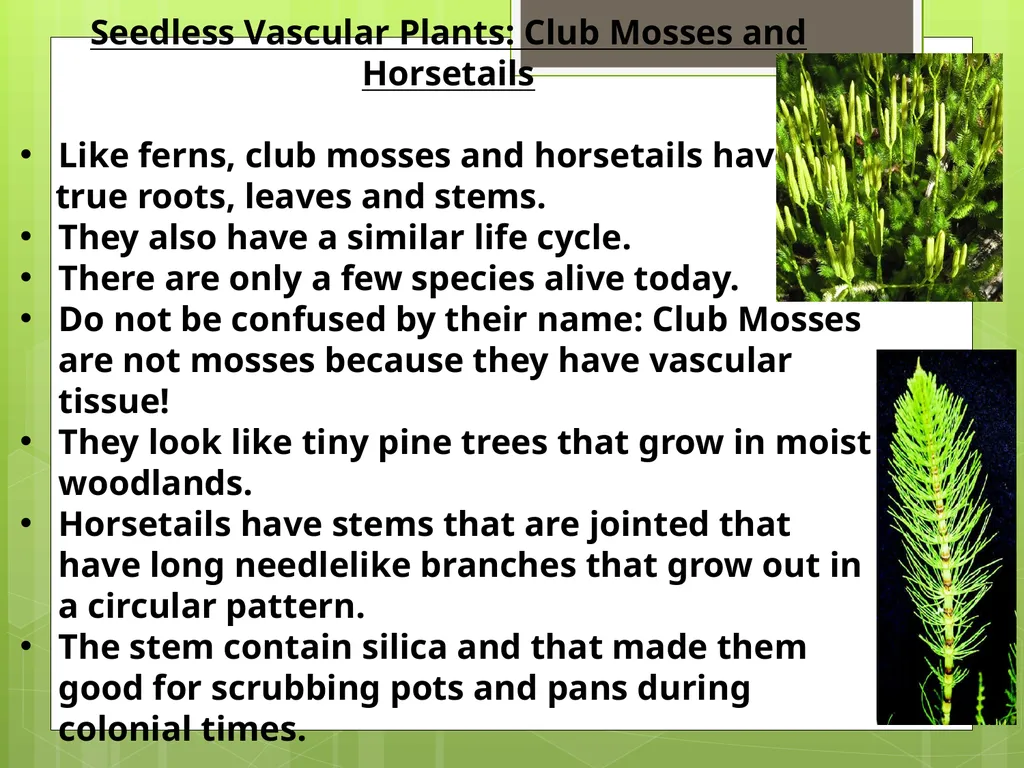 Chapter 8: Introduction to Plants 8-1: The Plant - slide 18 of 25