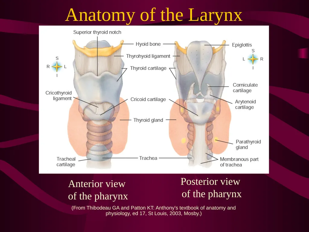 SUR 111 Tracheotomy/Tracheostomy Appendectomy - slide 7 of 28