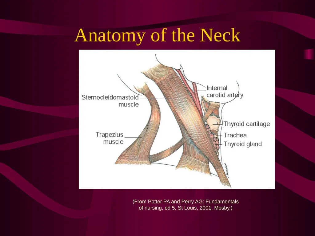 SUR 111 Tracheotomy/Tracheostomy Appendectomy - slide 6 of 28