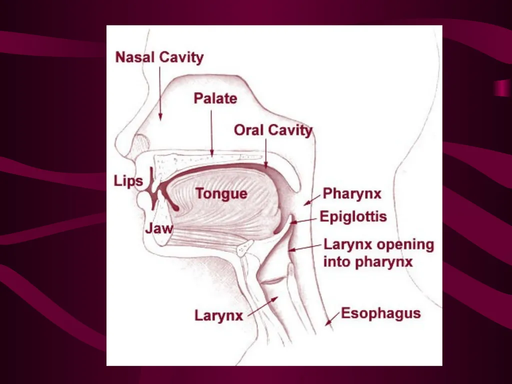 SUR 111 Tracheotomy/Tracheostomy Appendectomy - slide 8 of 28