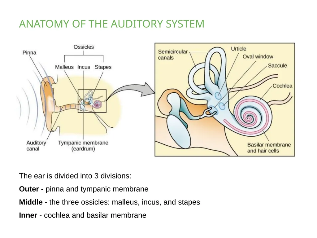 PSYCHOLOGY 2e Chapter 5 SENSATION AND PERCEPTION - slide 27 of 50