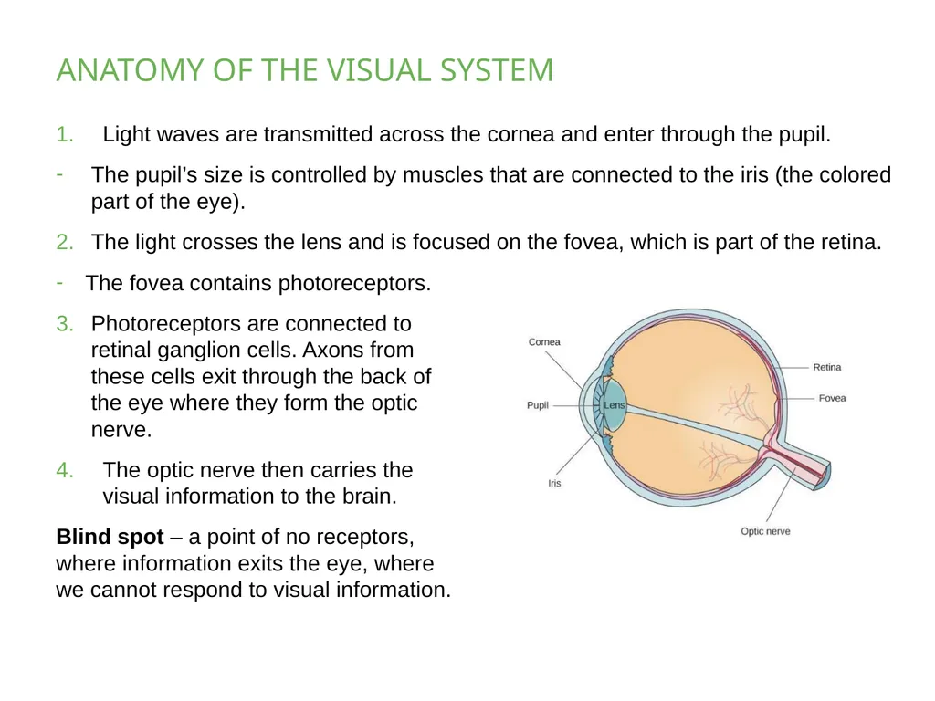 PSYCHOLOGY 2e Chapter 5 SENSATION AND PERCEPTION - slide 17 of 50