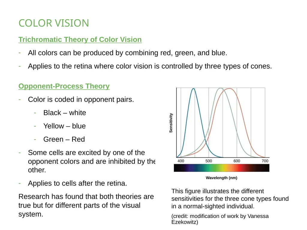 PSYCHOLOGY 2e Chapter 5 SENSATION AND PERCEPTION - slide 23 of 50