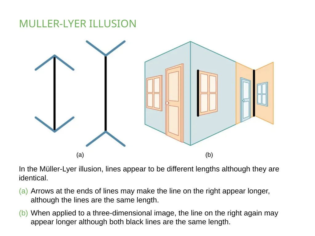 PSYCHOLOGY 2e Chapter 5 SENSATION AND PERCEPTION - slide 9 of 50